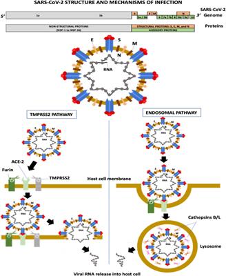 SARS-COV-2 Variants: Differences and Potential of Immune Evasion